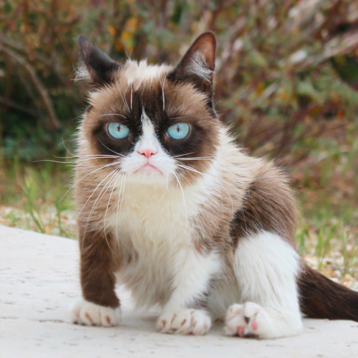 RealGrumpyCat's tweet photo. https://t.co/7AZAq2ff11