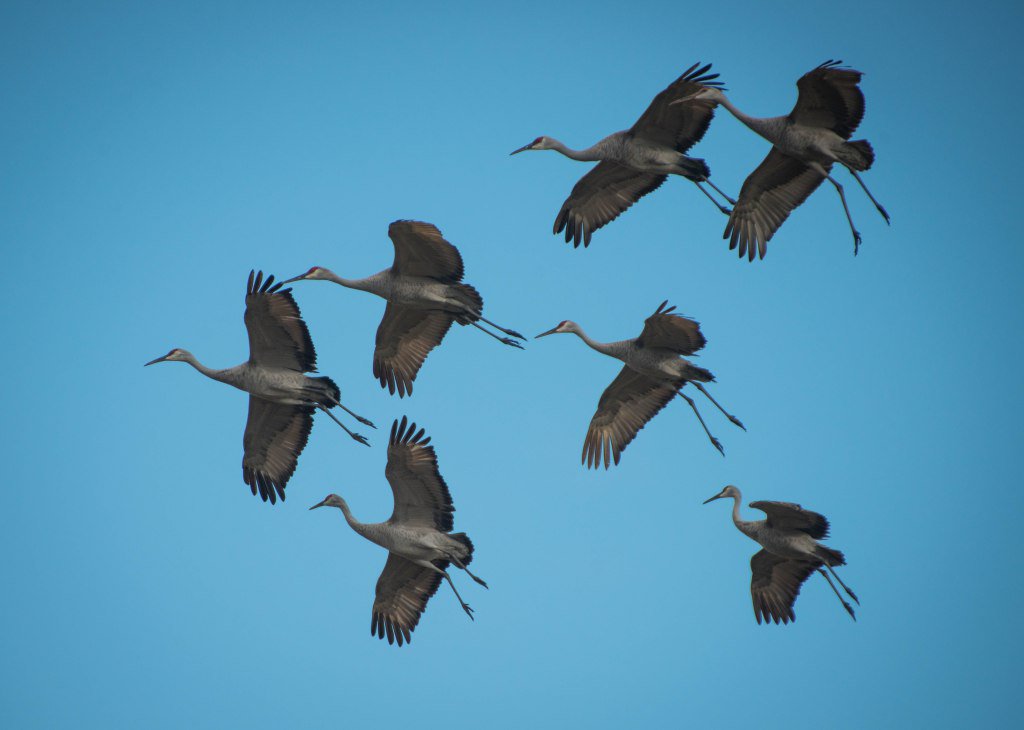 theMLRC's tweet photo. Sandhill Cranes Return to the Belgrade Lakes Watershed https://t.co/k1sOT1Utj0 https://t.co/Tqgs2UEXzu