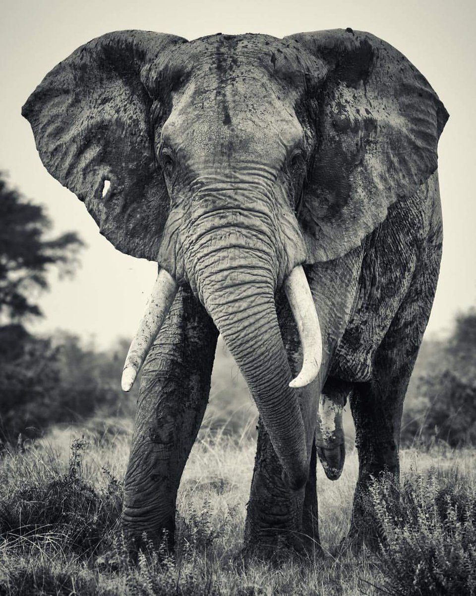 beBOLDtravel's tweet photo. #elephants - never get tired of them. Paul Hicks - cracker pic mate. #Uganda #safari #Africa #wildlife https://t.co/QgVOGk2FKk