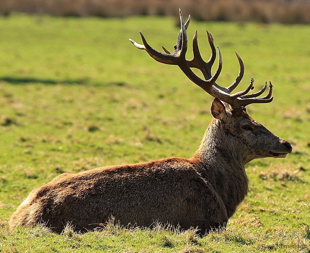 Paul78008593's tweet photo. Beautiful red stag @LothertonHall https://t.co/n0QIdInGf8