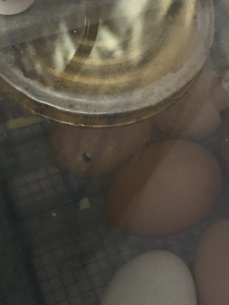 JerrieMattox's tweet photo. Baby chicks will arrive soon. #JPQuest https://t.co/4fqlUQmPRN