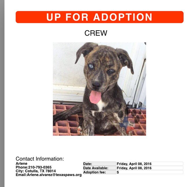 Texas Paws tweet media