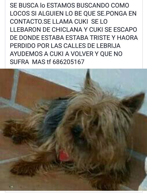 LostAnimales's tweet photo. #Sevilla en Lebrija, perro perdido! https://t.co/YcC6iKMGgQ