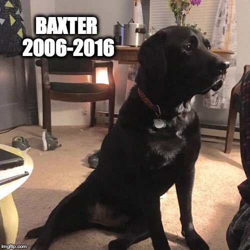 BaxterBlackLab's tweet photo. We get to bring you home tomorrow. #wemissyou #OTRB #dog https://t.co/k2qWqJwbkK