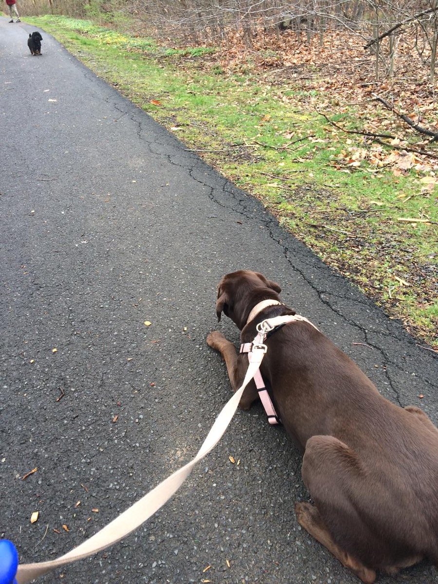 PennyScargall's tweet photo. Small dog approaching, assume the position @JohnScargall https://t.co/adFtQy0TeJ