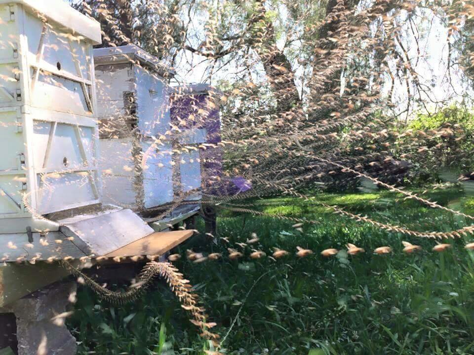 radicalhoneybee's tweet image. Stunning time lapse photograph of a beehive, showing the sister bees making their pathways of pollen. #bees