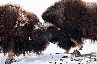 weird_sci's tweet photo. Musk Ox have an air cushion between their brain and skull to prevent brain damage when they crash. https://t.co/4f2qrjzxCt