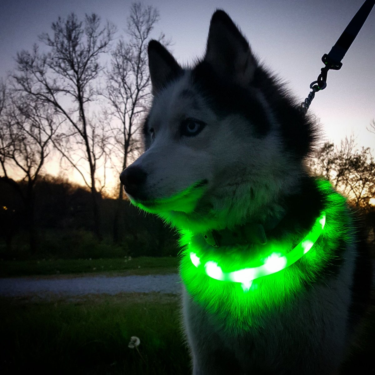 ShelleyV1985's tweet photo. Out and about with our #halolightband #haloshow #nightwalk #exercise https://t.co/33vOtXtZ2v
