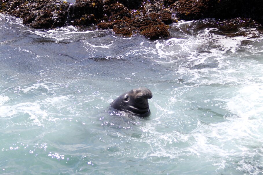 ScenMeditations's tweet photo. One more shot for the day...it's been a while since I've updated here.  Have a great day! :-) #ocean #seal https://t.co/eN5AUpQEAg