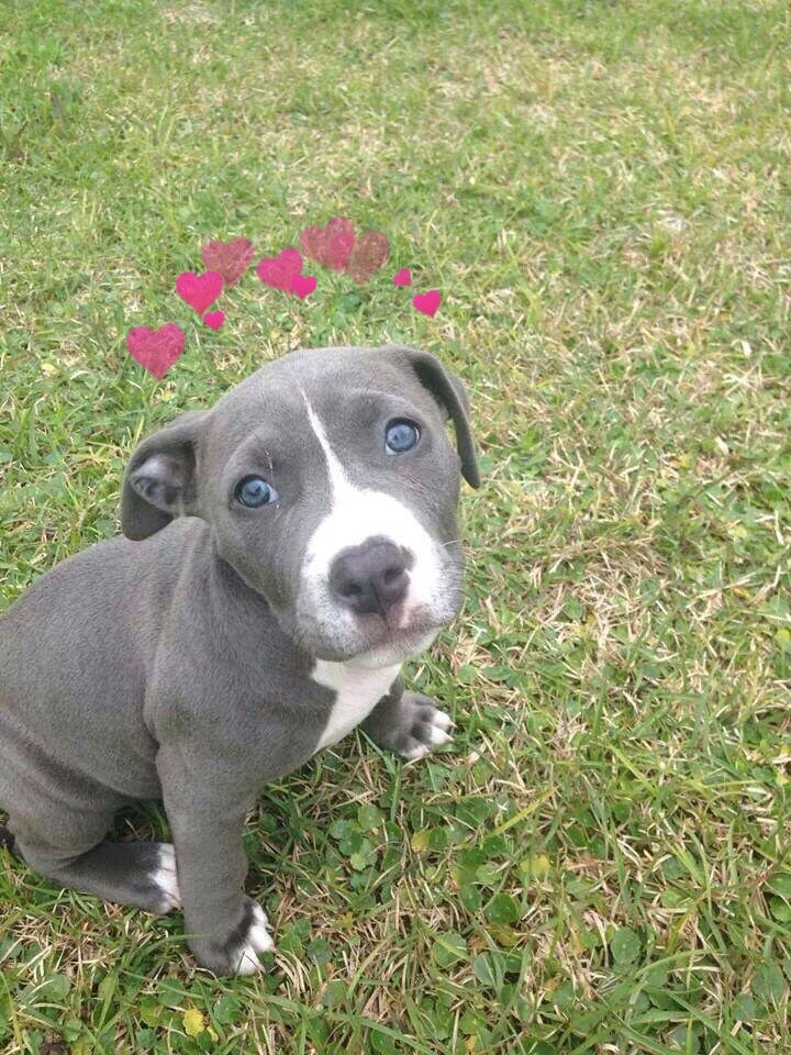 stephigc's tweet photo. Eshos ojitos 😍❤️ @andresmellav https://t.co/oZ9W5XSY9c