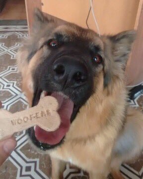Woofers_Snacks's tweet photo. #Simba tan contento cada vez que recibe sus #Woofers #HealthySnacks #ForDogsAndCats https://t.co/vZcAwwXeZX