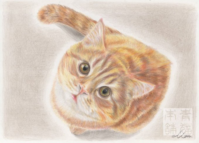 猫種類のtwitterイラスト検索結果