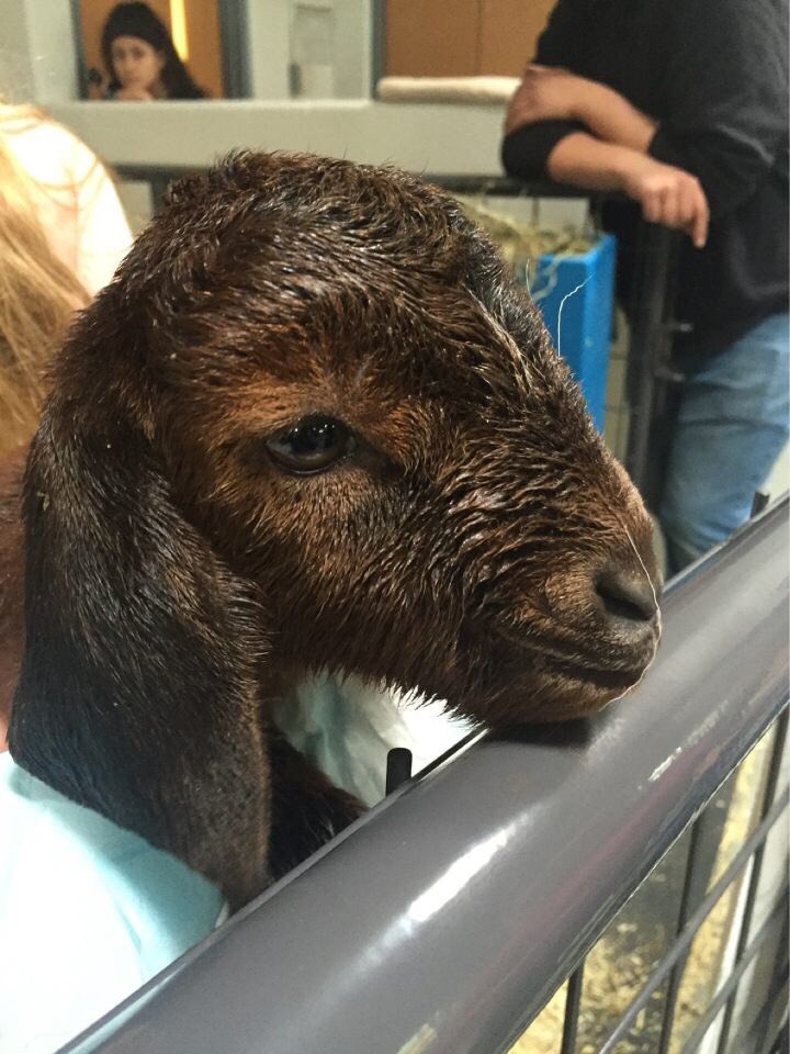 Mattabeset FFA tweet media