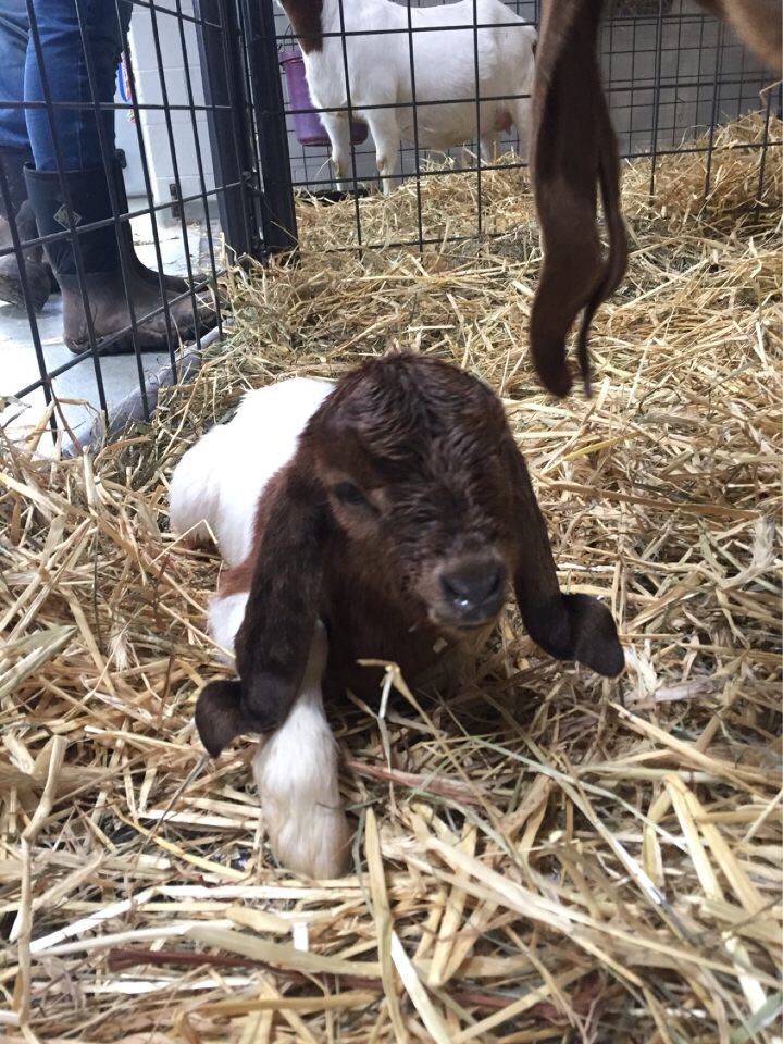 Mattabeset FFA tweet media