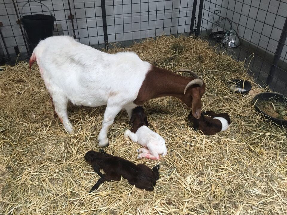 Mattabeset FFA tweet media
