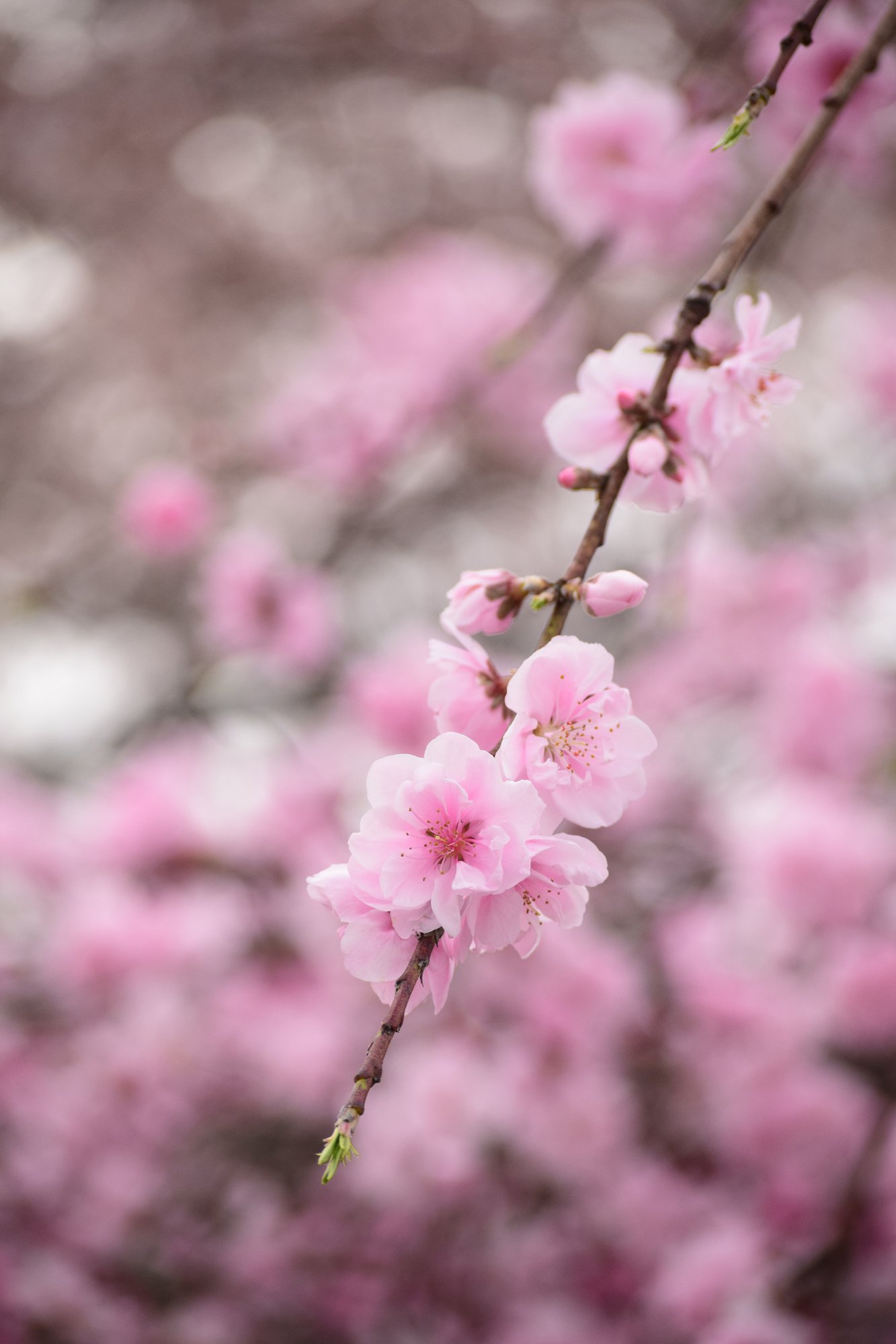 تويتر ニコンちゃん على تويتر みんなは写真を撮るとき 横で撮る 縦で撮る 今回 縦の写真をたくさん撮ってみたよ 春 桜 桃の花 D3300 撮り方 T Co Vzkkwelty6