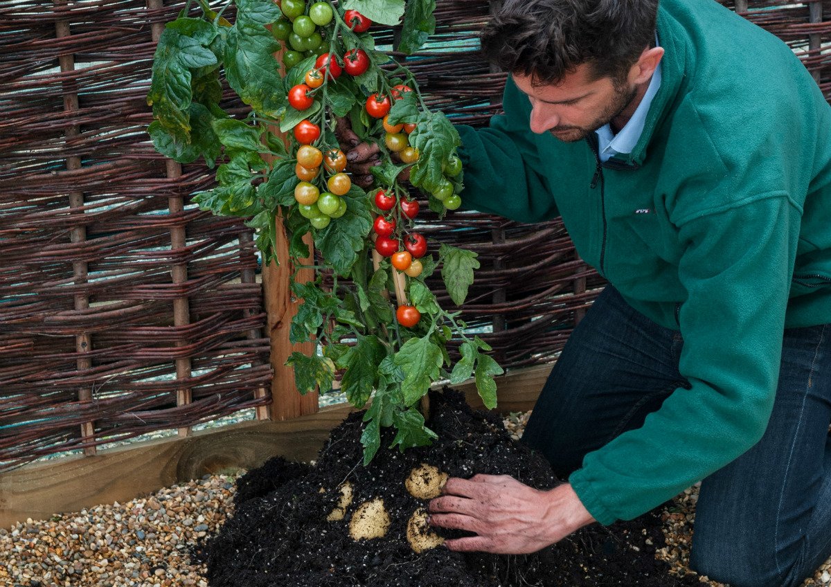aleshammah's tweet photo. DESCUBRE CÓMO CULTIVAR TOMTATO, LA PLANTA QUE DA PAPAS Y TOMATES https://t.co/ogkCXg4Yws https://t.co/wJDoyE9JJr
