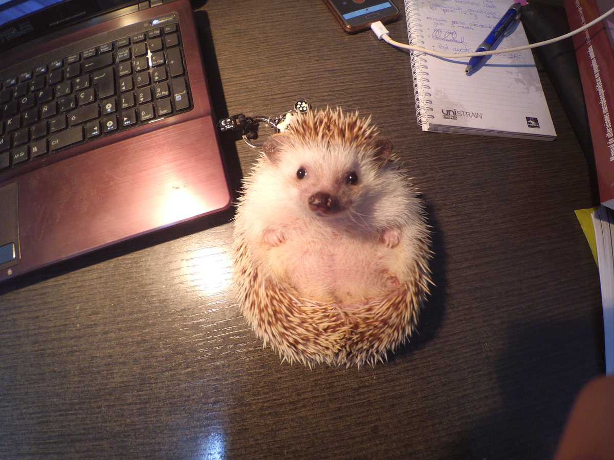 BeeCookies's tweet photo. Mi pokeball :) https://t.co/uAxu1dO3sA