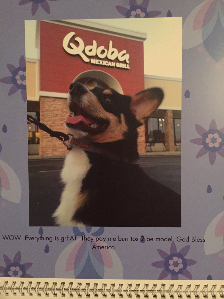 gorgui_corgi's tweet image. It&apos;s MY month on the calendar!!! @qdoba #corgi #puppy