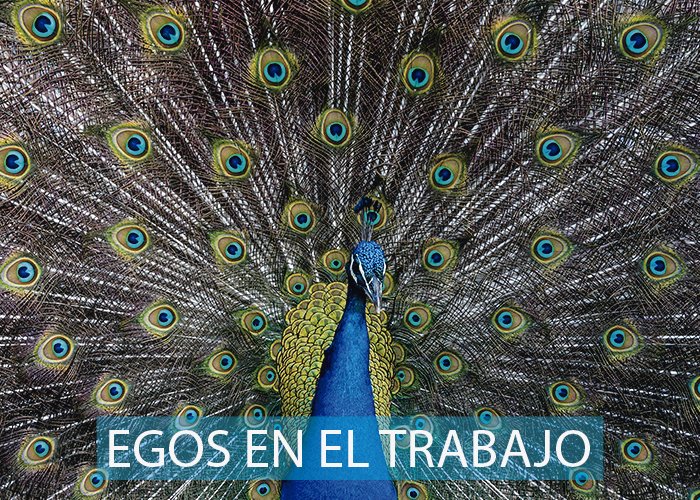 ¿En tu centro de labores hay personas muy egocéntricas? ¡Te cuento cómo lidiar con ellos! blog.3ccultura.com/egos-en-el-tra…