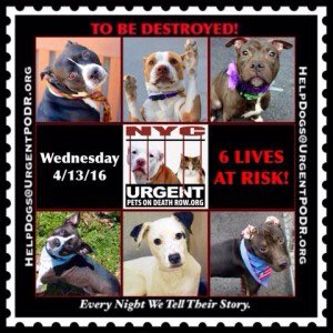 southernpride50's tweet photo. TO BE DESTROYED 04/13/16 https://t.co/6ZMNeBWe6R
#NYC https://t.co/BPaCXYX7Af