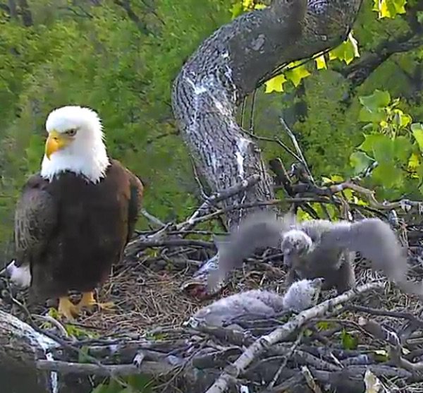 When mommy does this, she flies! #2016AmericsnEagleFoundation #dceaglecam