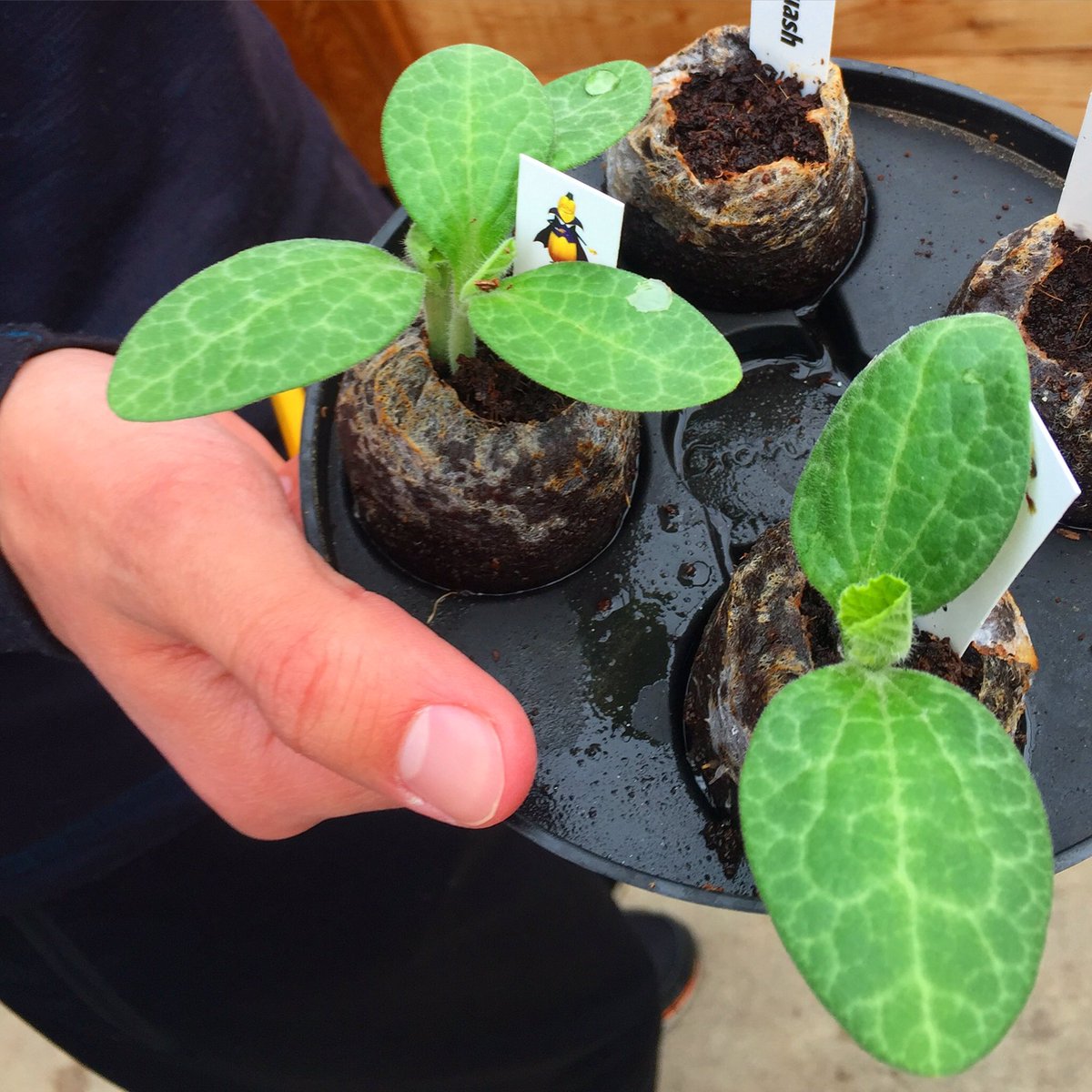 TicTockMrsGlock's tweet photo. Day 26: Always do your best! What you plant now you will harvest later. #GetGrowing #SchoolGarden #Seed2Table https://t.co/7N9qLL7VDV