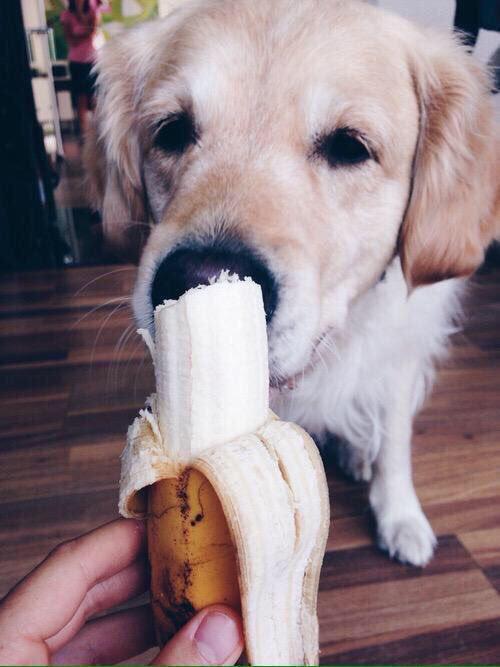 thefemaleboook's tweet photo. Having a bad day? Here's a puppy eating a banana 🍌 https://t.co/yt5Hi4342Y