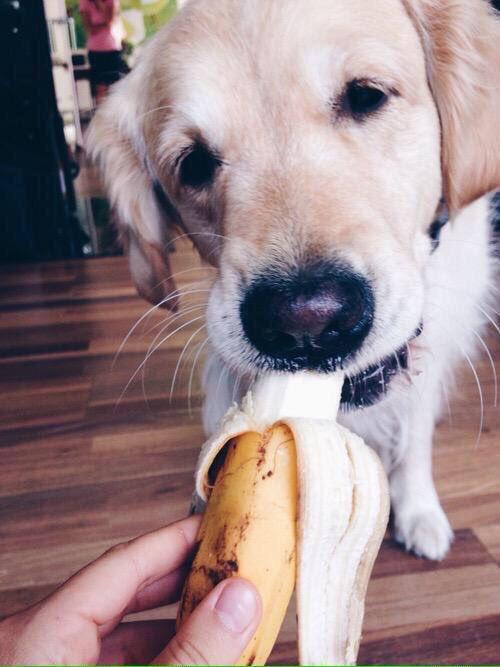 thefemaleboook's tweet photo. Having a bad day? Here's a puppy eating a banana 🍌 https://t.co/yt5Hi4342Y