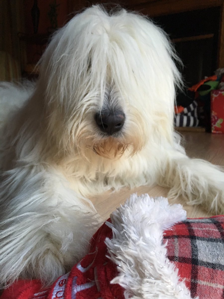 Deeverb's tweet image. I love puppy! #AdoptDontShop