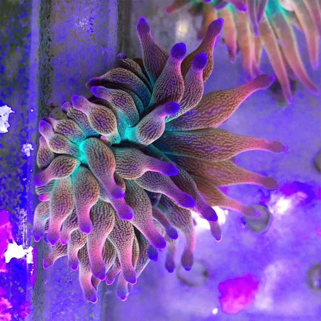 Akvaristan's tweet photo. #akvaristan #aquarium #akvaryum #aquarien Rainbow BTA 
#studioaqua #bubbletipanemone #bta #reef #reefpack #reefaqua… https://t.co/f2WcBLGA09