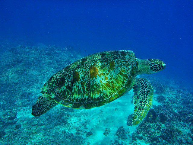 Tripeffectravel's tweet photo. Indonesia beginners’ guide: Bali, Lombok, Java and Flores - https://t.co/k93HwVs6zm https://t.co/KZWa9YngO8