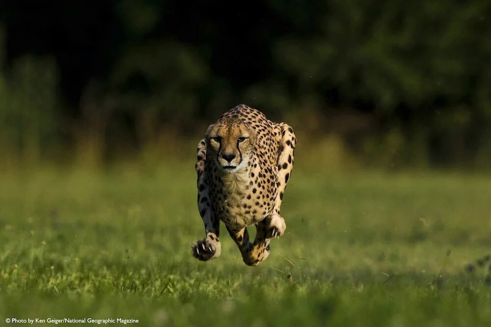 coachccurtiss's tweet image. Defenses that play fast are defenses that win!  Speed kills! #Olacoalition #cheetahfast