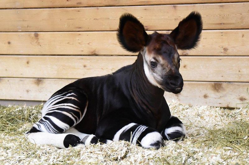 PocketFuzzies's tweet image. Animal FYI...Okapi babies weigh about 55lbs at birth, but can weigh up to 770lbs as adults. PocketFuzzies.com