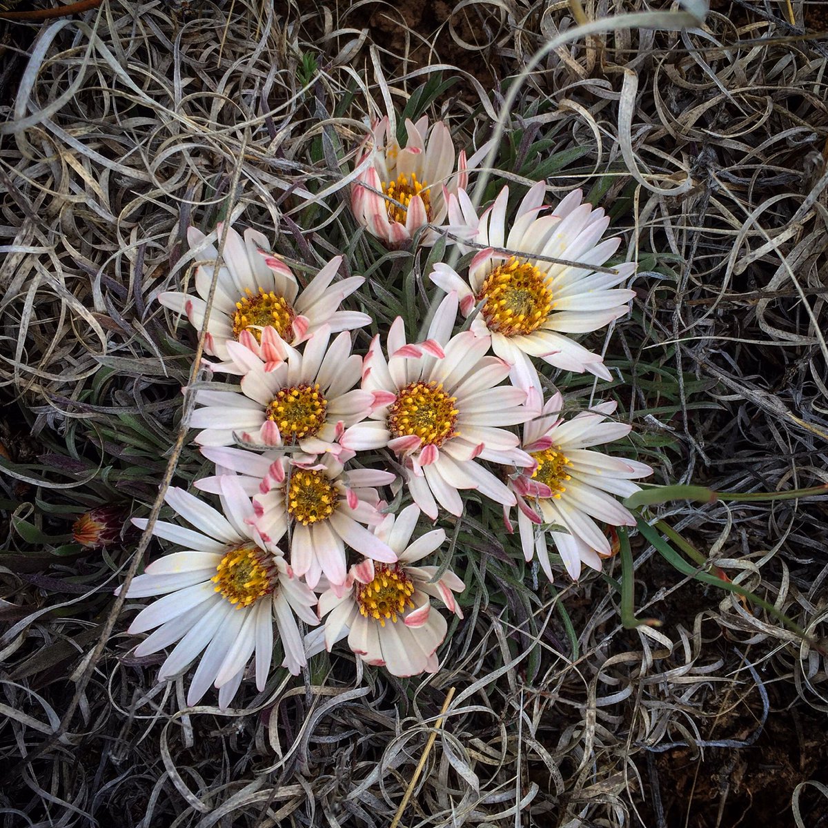 DoMoreScience's tweet photo. Townsendia sp on Mesa Chivato. First flowering plant up there! #BarelySpring https://t.co/v1oVVdDc3F