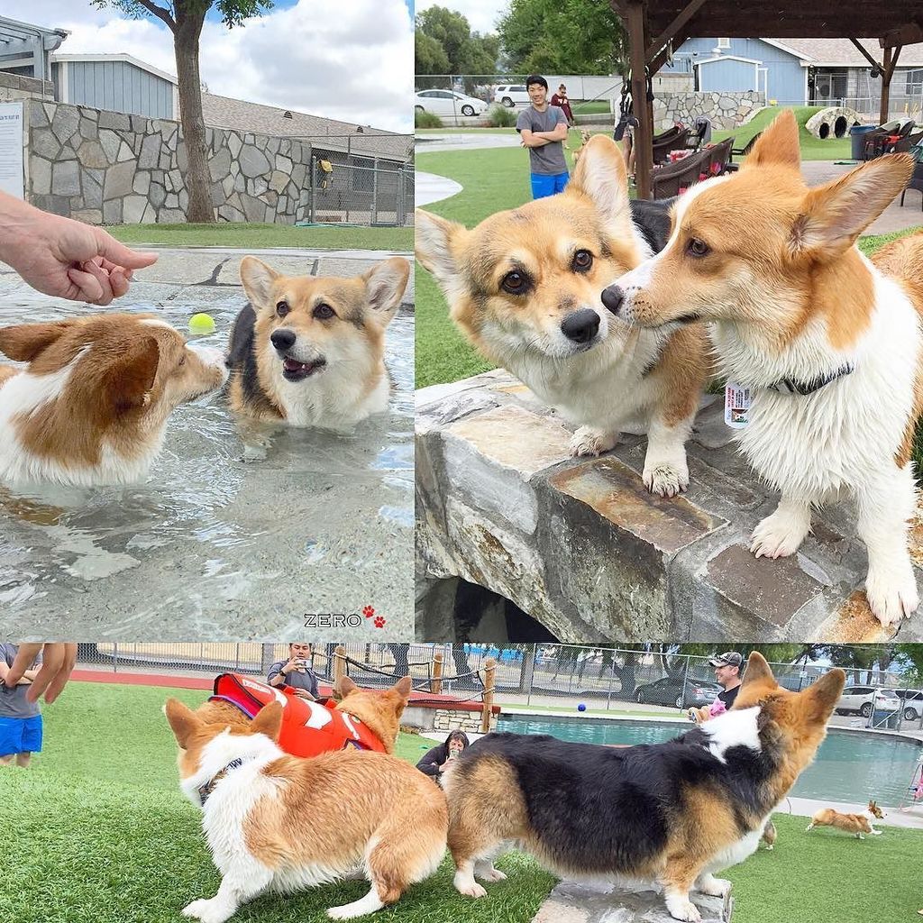 corgi_zero's tweet photo. Happy #TacoTuesday!!! Or is it #TwoCorgiTuesday today? How about both?!!!?! Here's me and … https://t.co/52yDPdIJ92 https://t.co/avNBkXnlLa