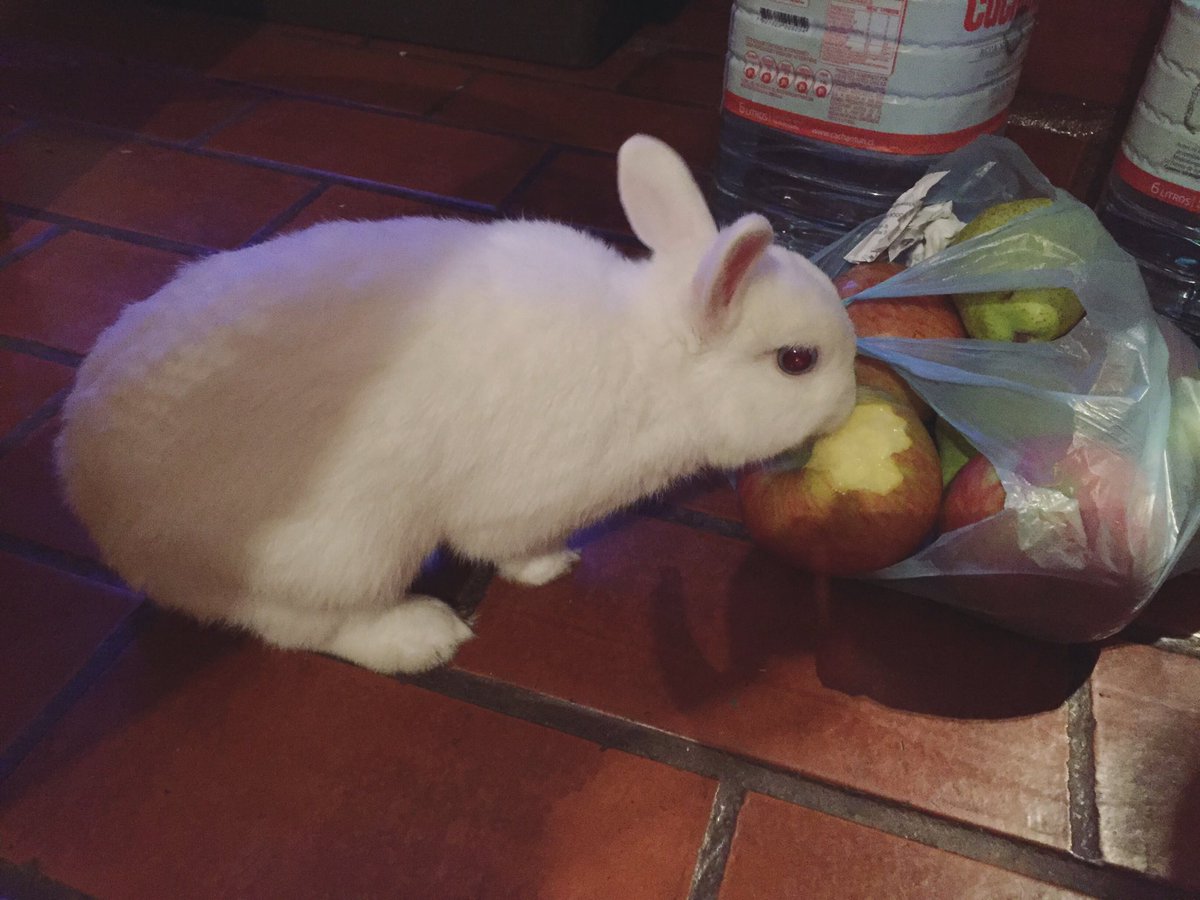 VanillaBrownnie's tweet photo. Recordatorio: nunca dejar las compras en el suelo #bunnyattack 🐰❤️🍎 https://t.co/yExzckVW2m