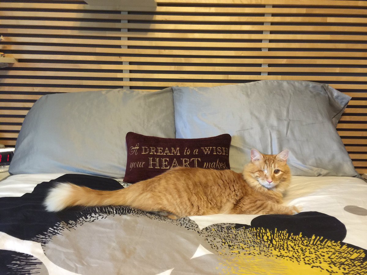 RayLeeluvReedus's tweet photo. Please vote for my Willie Man!!! 🦁❤️                                                https://t.co/pITuHtzTUC #KingPet https://t.co/XKIWqIird2