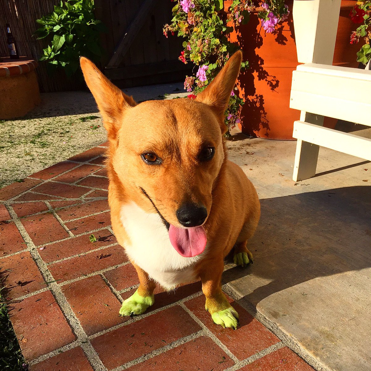 IvyLeslie's tweet photo. Twofer Tuesday #grassstainedpaws #toungeouttuesday #corgi https://t.co/jqaruNZrD3