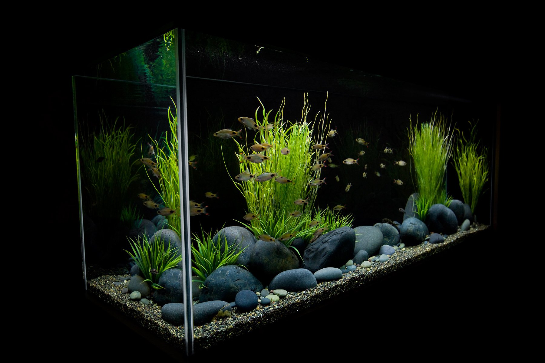Modern aquarium cheap