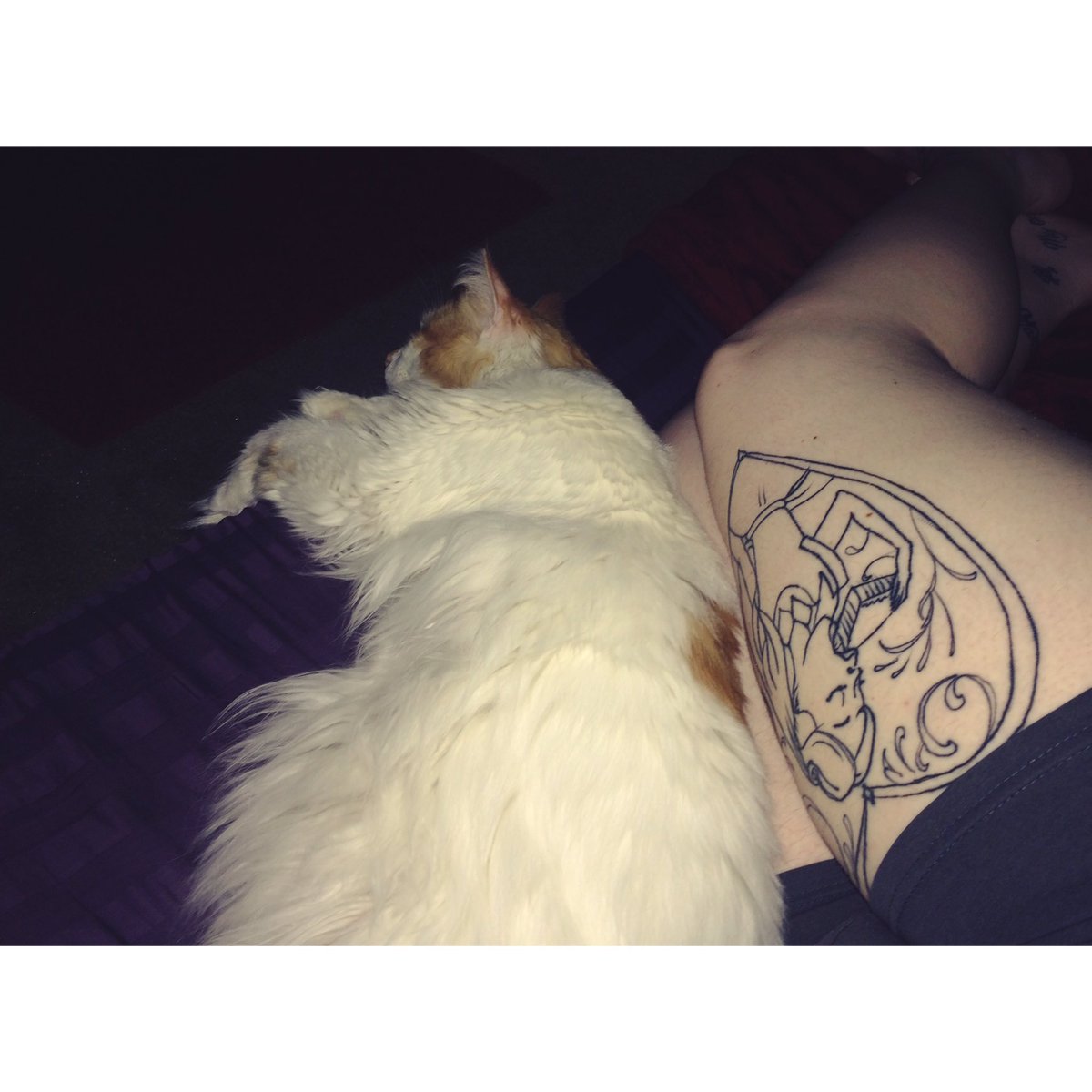 xheadbangerxx's tweet image. just what I needed after a long work day. #kittysnuggles #dasmybaby