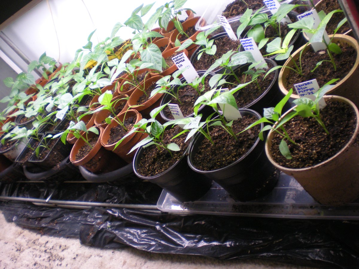 edible_antiques's tweet photo. Get your seed on! #growop #seedcrops #seedlings #peppers #celosia #getyourseedon #whatsinyourlivingroom? https://t.co/OPZg18sjpr