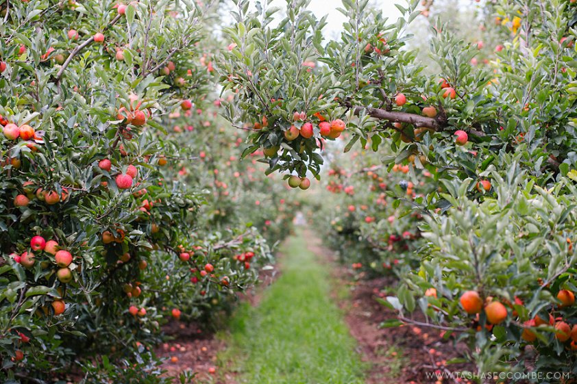 CluverJackCider's tweet photo. Take a moment on International Plant Appreciation Day to give thanks to apple trees #cjcider #trees #plants #apples https://t.co/M3ucNYIrji