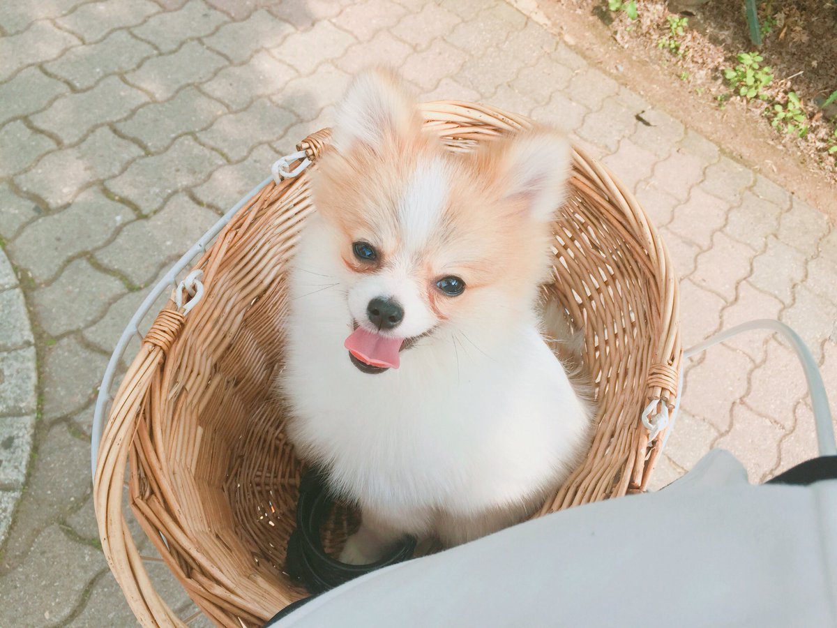 _ROXWIN's tweet photo. 뽀로의 꽃놀이
going out to see the blossoms!
#Pporo https://t.co/7rlaBxWOGS