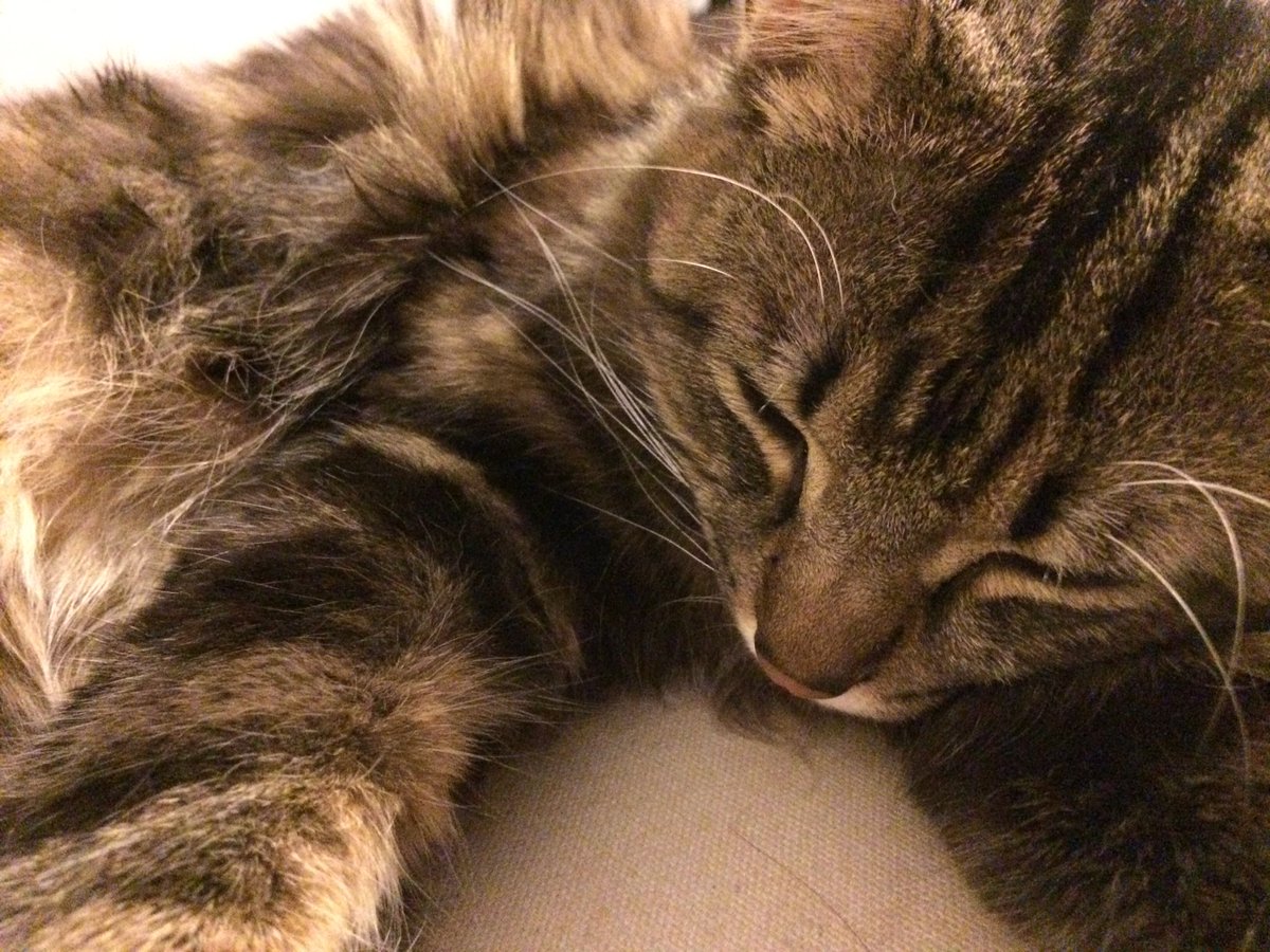 SortaHealthyLuv's tweet photo. Goodnight! Work hard, sleep hard! #zzz #fitfam #getthatsleep #sleepycat https://t.co/2lA1DFRnku