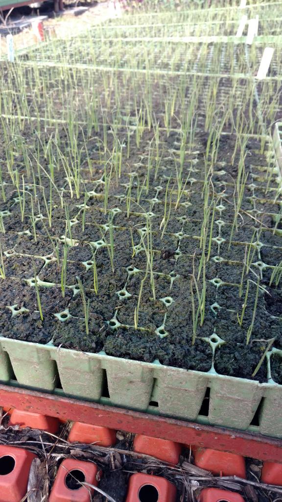 bothenhill's tweet photo. Early start this morning as we plant out more seedlings for the autumn and winter #farmingyear #organic #grow https://t.co/nzpS1lJpmJ