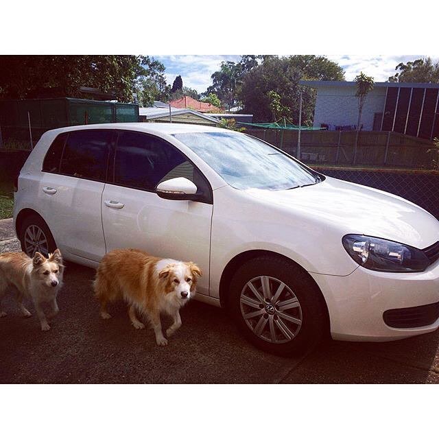 Repost from @ashleighmorrison_ - Looks great Ashleigh!  #vw #volkswagen #golf #tint #tinta… ift.tt/1TQyt1b