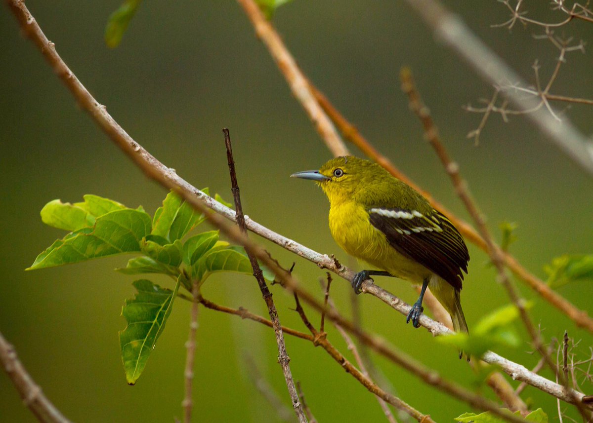 ATM🔸Capture (@amrithapa99) on Twitter photo 