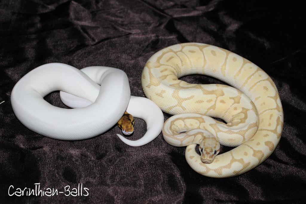 CarinthianBalls's tweet photo. Spider Piebald &amp; Coral glow Bumblebee Mojave
#ballpython #piebald #spider #coralglow #pastel #mojave https://t.co/DE1pd5R7pr