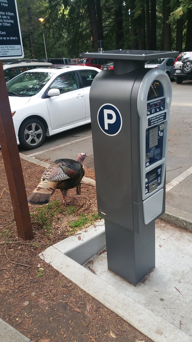Oh, you want to park, huh? Well how about a little something for Uncle Hank??
